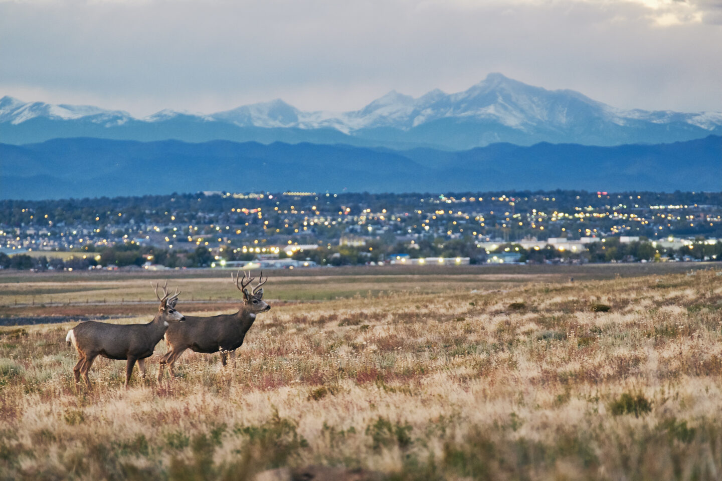 Dear in the mountains, near Longs Peak, Colorado.